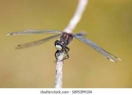 Attēlu rezultāti vaicājumam “Leucorrhinia caudalis male”