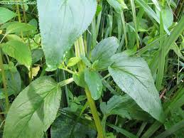 Attēlu rezultāti vaicājumam “Scrophularia umbrosa”