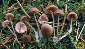 Attēlu rezultāti vaicājumam “Mycena rosella”