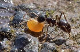 Attēlu rezultāti vaicājumam “Lasius fuliginosus”