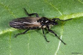 Attēlu rezultāti vaicājumam “Bibionidae female”