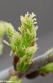 Attēlu rezultāti vaicājumam “Fraxinus pennsylvanica male flower”