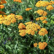 Image result for Achillea millefolium