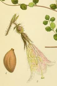 Attēlu rezultāti vaicājumam “Linnaea borealis flower”