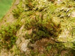 Attēlu rezultāti vaicājumam “Orthotrichum lyellii”