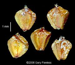 Attēlu rezultāti vaicājumam “Alnus incana fruit”