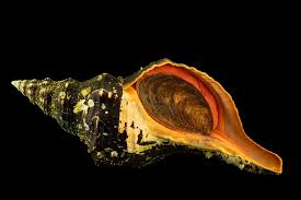 Image result for Triplofusus giganteus