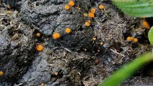 Attēlu rezultāti vaicājumam “Cheilymenia stercorea”