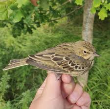 Attēlu rezultāti vaicājumam “Anthus trivialis adult”