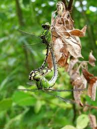 Attēlu rezultāti vaicājumam “Ophiogomphus cecilia”