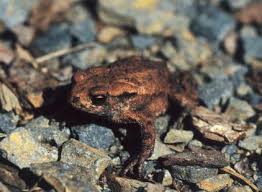 Attēlu rezultāti vaicājumam “Bufo bufo juvenile”