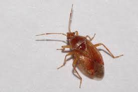 Attēlu rezultāti vaicājumam “Alloeotomus sp.”