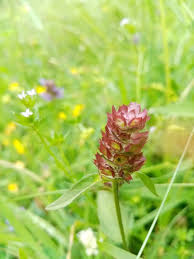 Attēlu rezultāti vaicājumam “Prunella vulgaris”