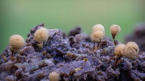 Attēlu rezultāti vaicājumam “Badhamia panicea”