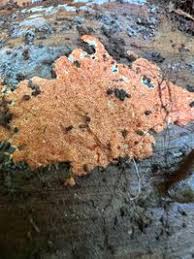 Attēlu rezultāti vaicājumam “Hypomyces armeniacus”