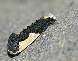 Attēlu rezultāti vaicājumam “Monopis monachella”