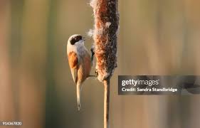 Image result for Remiz pendulinus