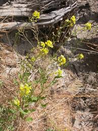 Attēlu rezultāti vaicājumam “Sisymbrium loeselii”
