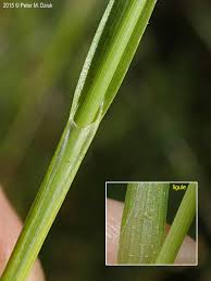 Attēlu rezultāti vaicājumam “Carex viridula fruit”