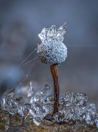 Attēlu rezultāti vaicājumam “Stemonitis marjana macro”