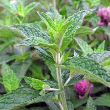 Image result for Menta x piperita