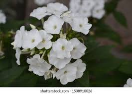 Attēlu rezultāti vaicājumam “Polemoniaceae”