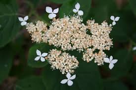 Attēlu rezultāti vaicājumam “Hydrangea arborescens subsp. discolor”