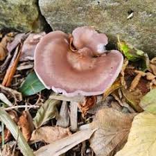 Attēlu rezultāti vaicājumam “Lepista sp.”