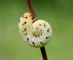 Attēlu rezultāti vaicājumam “Tenthredo mandibularis larva”