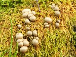 Attēlu rezultāti vaicājumam “Lycogala leopardinum young”