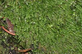 Attēlu rezultāti vaicājumam “Plagiothecium cavifolium”