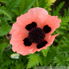 Image result for Papaver orientale