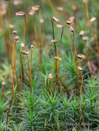 Attēlu rezultāti vaicājumam “Polytrichastrum pallidisetum macro”
