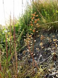 Attēlu rezultāti vaicājumam “Teesdalia nudicaulis”