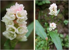 Attēlu rezultāti vaicājumam “Persicaria lapathifolia flower”