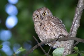 Image result for Otus scops