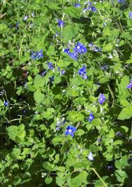 Image result for Veronica chamaedrys