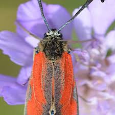 Attēlu rezultāti vaicājumam “Zygaena filipendulae exuvia”