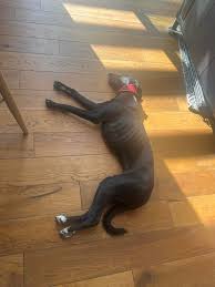 Image result for Haxby Netball Club