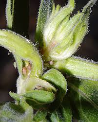 Attēlu rezultāti vaicājumam “Oenothera biennis bud”