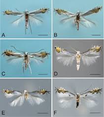 Attēlu rezultāti vaicājumam “Gracillariidae”