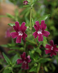 Image result for Mimulus x hybrida