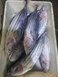 Image result for Katsuwonus pelamis