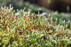 Attēlu rezultāti vaicājumam “Mnium”