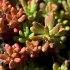 Image result for Sedum album `Coral Carpet`