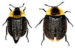 Attēlu rezultāti vaicājumam “Silphidae”