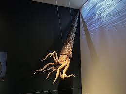 Attēlu rezultāti vaicājumam “Endoceras”