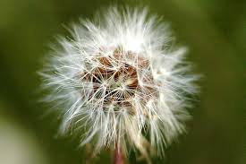 Attēlu rezultāti vaicājumam “Hieracium umbellatum flower”