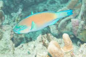 Image result for Chlorurus sordidus