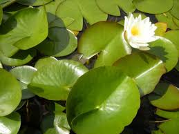 Attēlu rezultāti vaicājumam “Nymphaea alba leaf”
